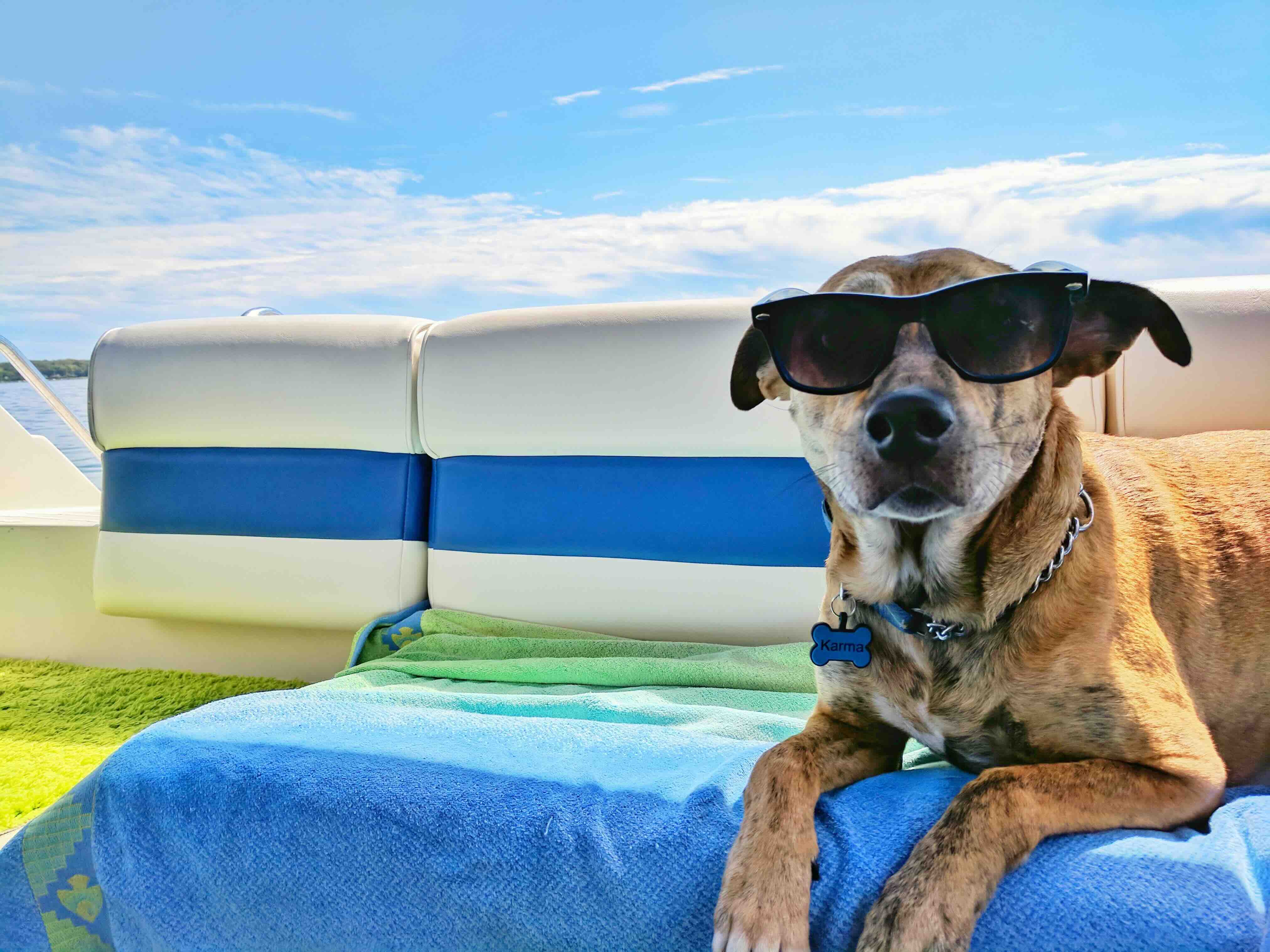 Tips and resources for traveling with pets.